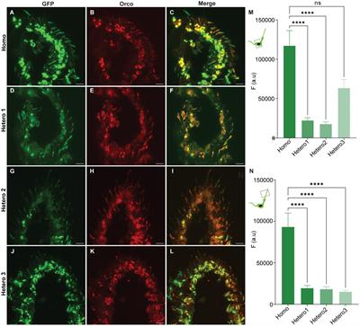 A new Drosophila melanogaster fly that expresses GFP-tagged Orco